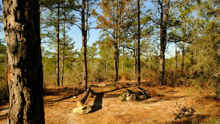 Kisatchie National Forest