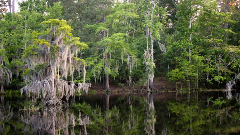 Sam Houston Jones State Park