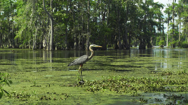Heron standing in creek water