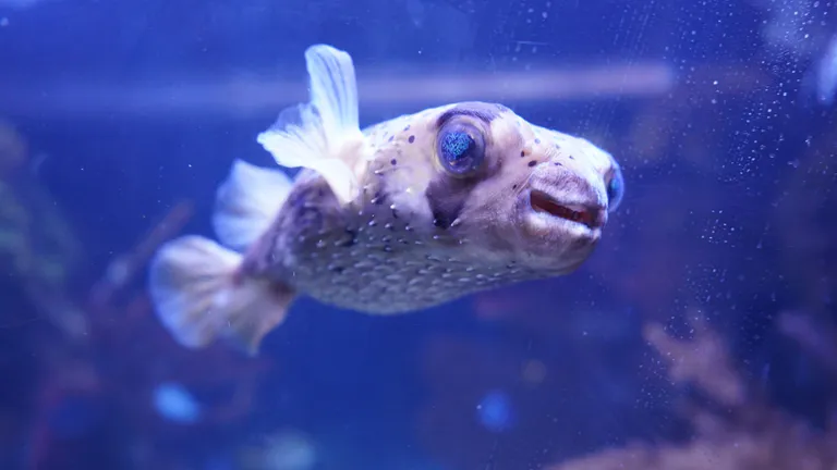Pufferfish at Shreveport aquarium
