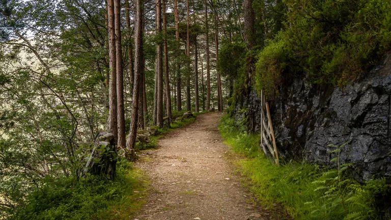 forest trail