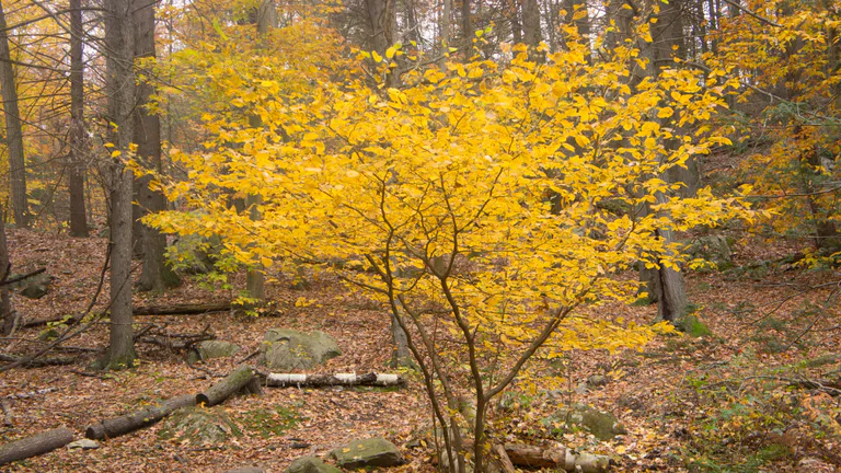 wilson mountain reservation