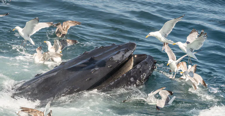 Hyannis Whale Watcher Cruises