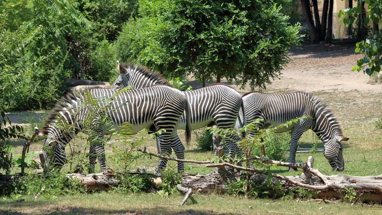 Detroit Zoo