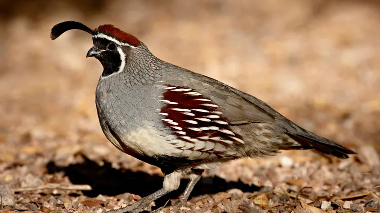 Henderson Bird Viewing Preserve