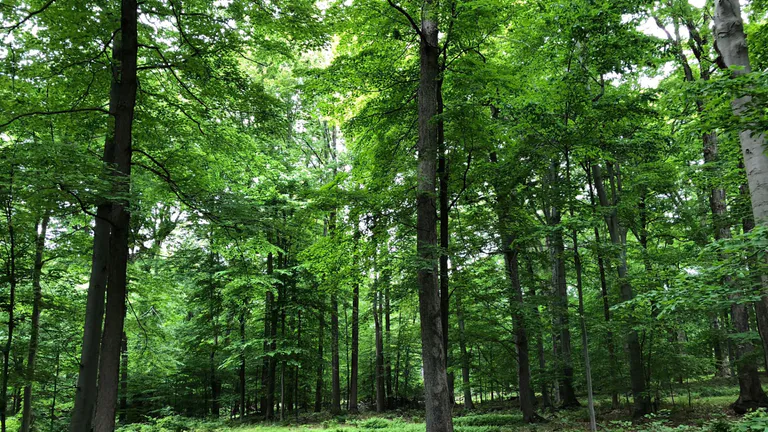 Rockefeller_State_Park_Reserve