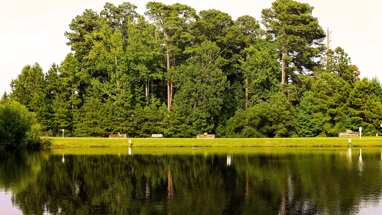 Trees by pond in Apex