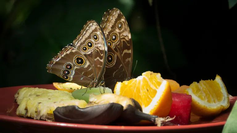 Museum-of-Life-Science