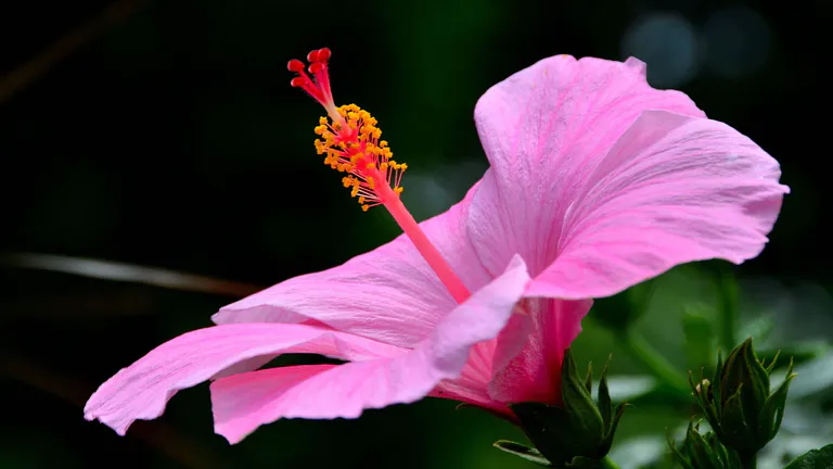 botanical gardens columbus