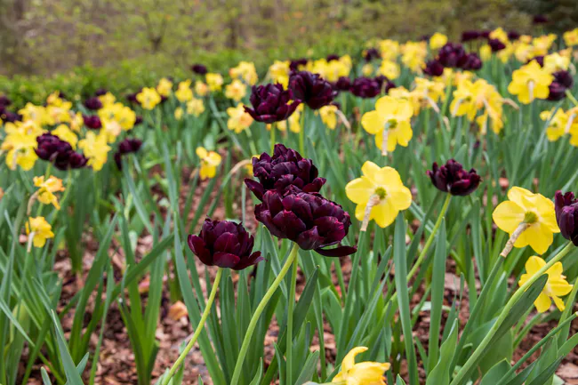 flowers at longwood gardens
