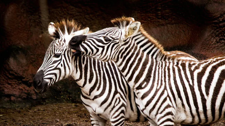 Gladys Porter Zoo Harlingen