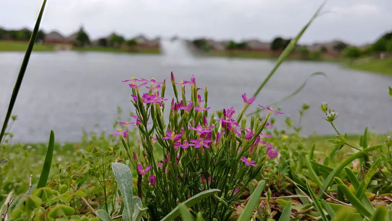 Flowers by pond in Katy