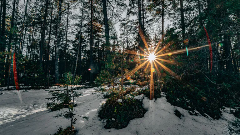 Forest