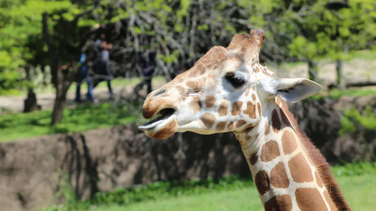 Giraffe in Cameron Park Zoo near Waco, Texas.