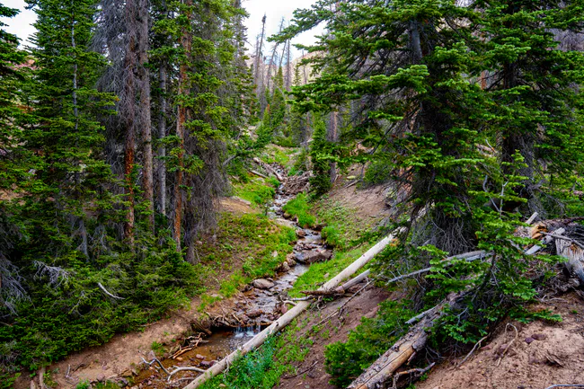 Ashley National Forest