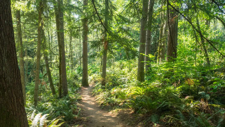 Cougar Mountain Regional Wildland Park