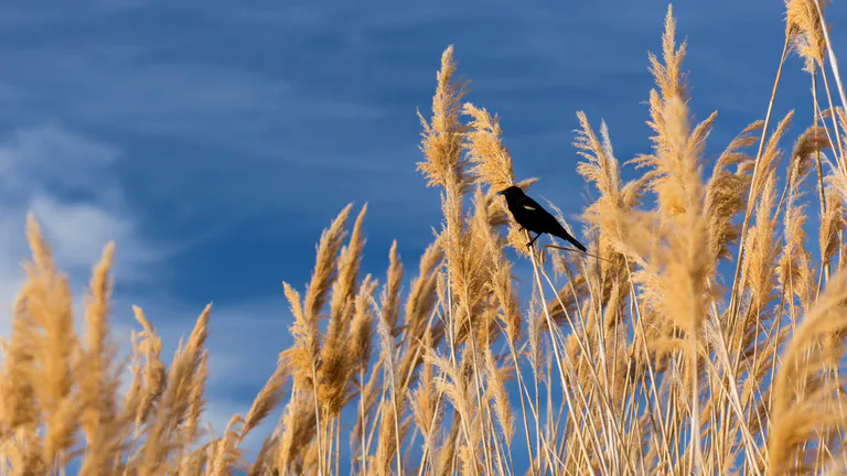McNary National Wildlife Refuge