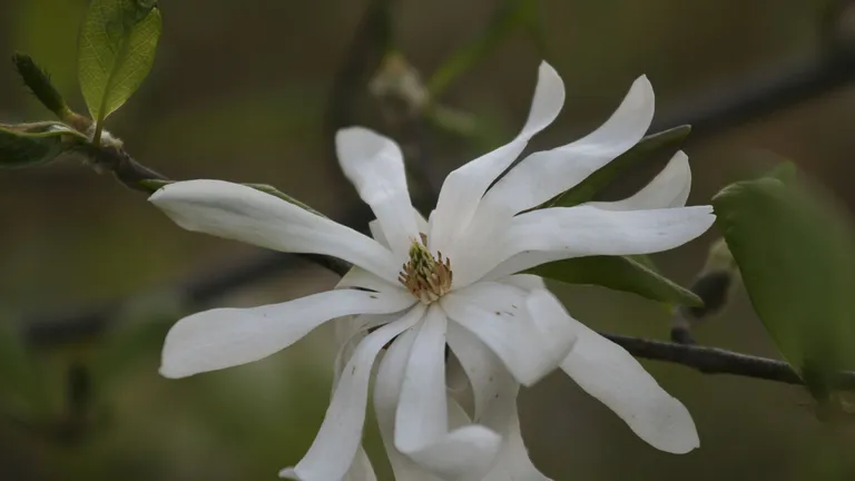 Core_Arboretum