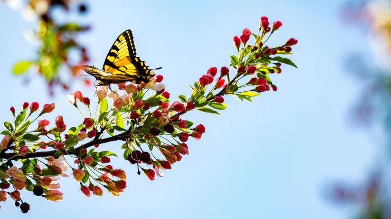 Butterfly Garden of Wisconsin