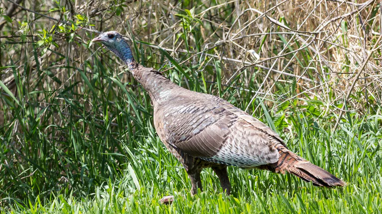 Gordon Bubolz Nature Preserve